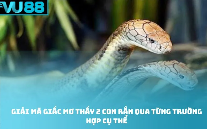 Giải mã giấc Mơ thấy 2 con rắn qua từng trường hợp cụ thể