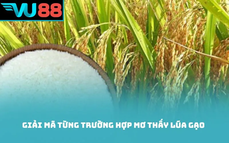 Giải mã từng trường hợp mơ thấy lúa gạo