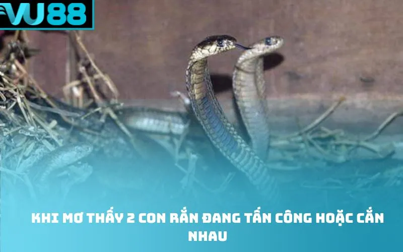 Khi mơ thấy 2 con rắn đang tấn công hoặc cắn nhau