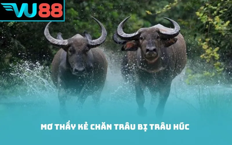 Mơ thấy kẻ chăn trâu bị trâu húc