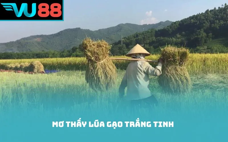 Mơ thấy lúa gạo trắng tinh