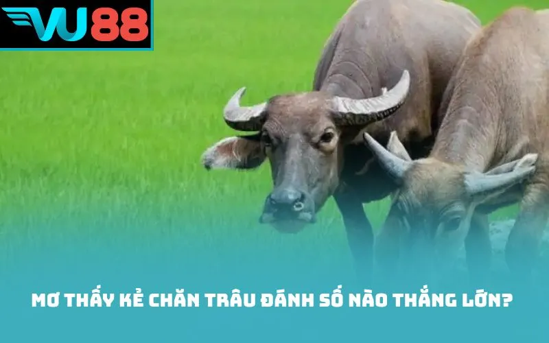 Mơ thấy kẻ chăn trâu đánh số nào thắng lớn?