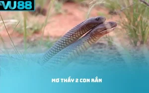 Mơ thấy 2 con rắn