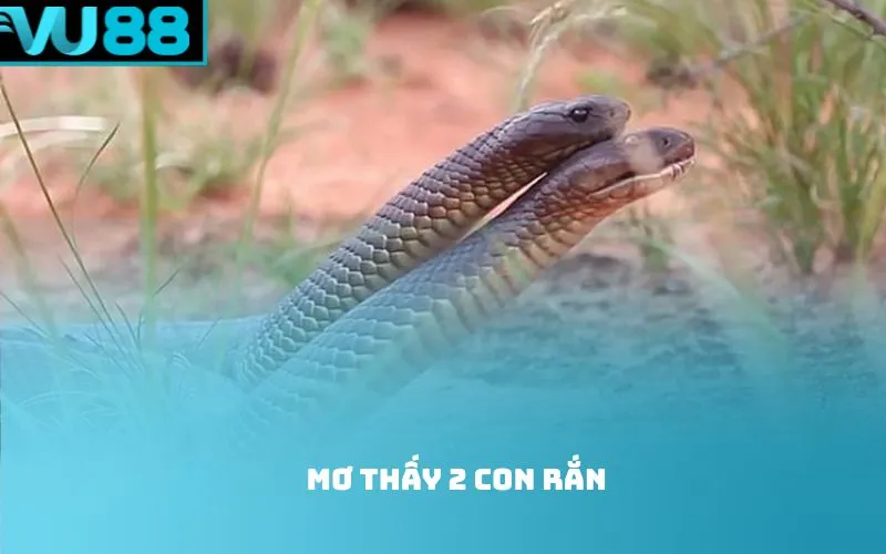 Mơ thấy 2 con rắn