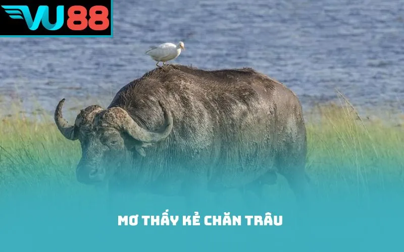 Mơ thấy kẻ chăn trâu