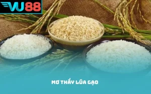 Mơ thấy lúa gạo