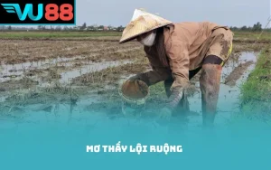 mơ thấy lội ruộng